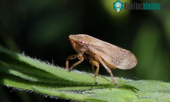 Philaenus spumarius, một thành viên trong siêu họ Cercopoidea.