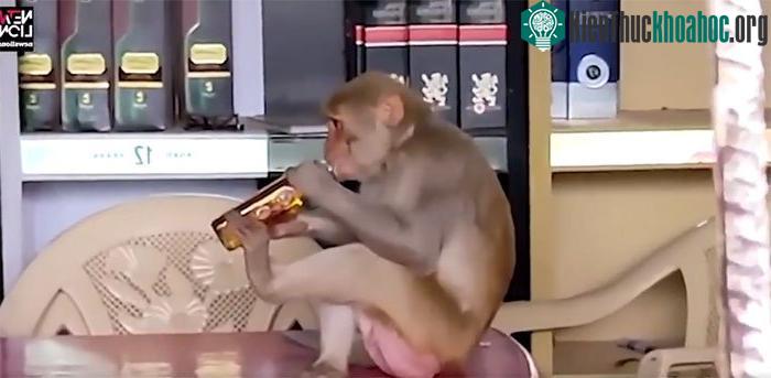Chuyện thật như đùa khỉ cầm chai rượu uống thản nhiên như không tại quán rượu Ấn Độ.