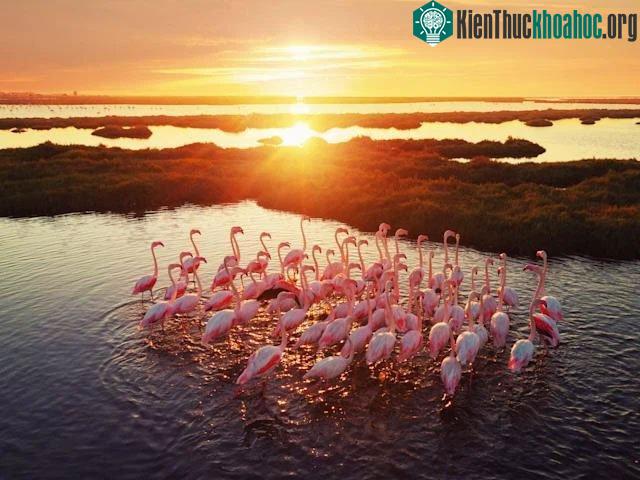 Những con hồng hạc sinh sống nhiều ở Thổ Nhĩ Kỳ