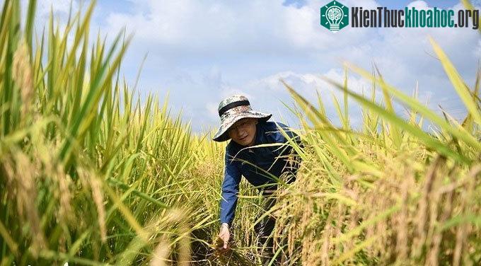 "Lúa vũ trụ" cho hạt gạo dài tới 1 cm, một cây cho 40 gram gạo.