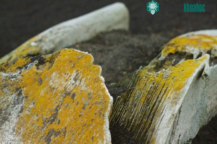 &nbsp;Thực vật vẫn sinh sôi ở nơi này.