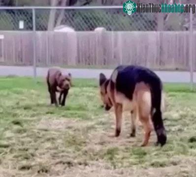 Chó pitbull đại chiến chó becgie.