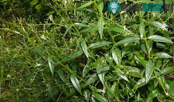 Xuyên tâm liên thường mọc thẳng đứng, thân nhiều đốt, chiều cao trung bình từ 0,3-0,8m.