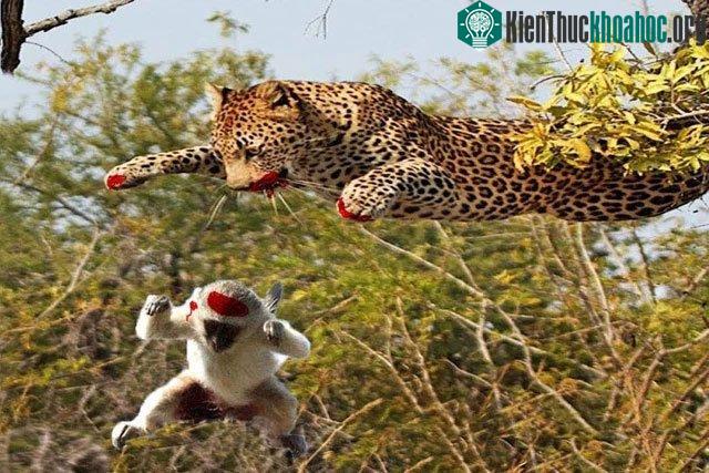 Chú khỉ đã chuyền qua, chuyền lại trên 2 nhánh cây khiến con báo không thể bắt được nó.