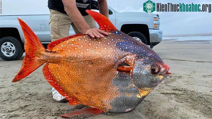 Con cá mặt trăng nặng khoảng 45kg được phát hiện vào ngày 14/7