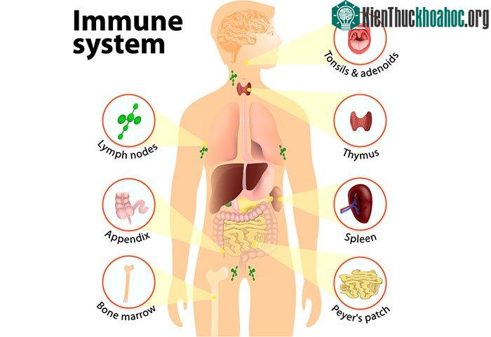 Hệ miễn dịch của con người luôn tấn công vào các loại tác nhân xâm nhập.
