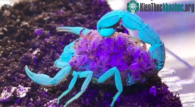 Bọ cạp mẹ màu nâu đang cõng hàng chục bọ cạp con có màu sắc tương tự trên lưng.
