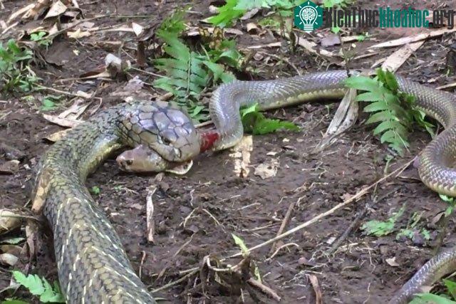 Hổ mang chúa "làm thịt" rắn săn chuột trong một nốt nhạc.