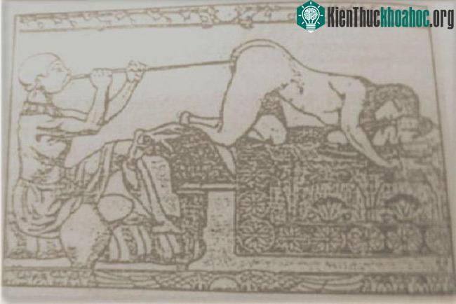 Vệ binh hậu môn chữa bệnh đường tiêu hóa cho pharaoh