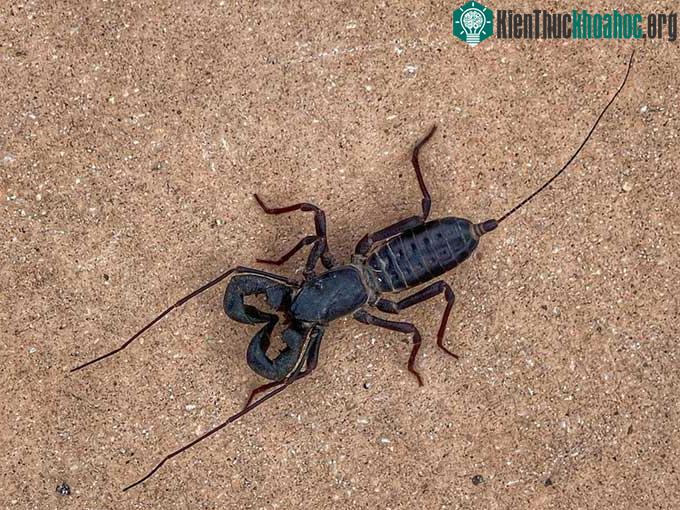 Bọ cạp roi xuất hiện ở khu cắm trại Chisos Basin, công viên quốc gia Big Bend.