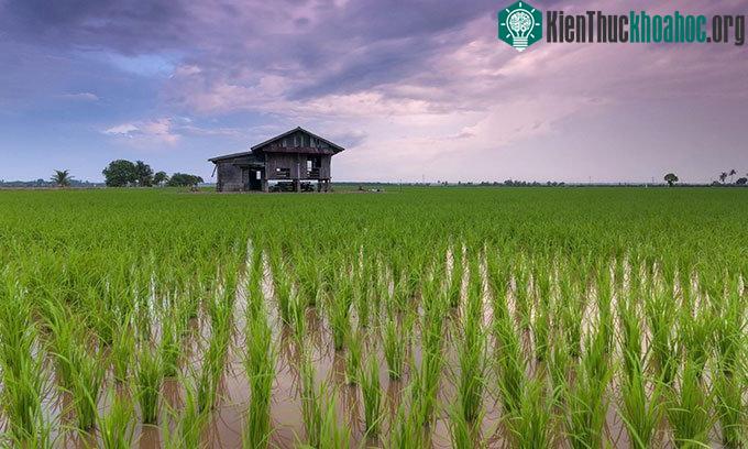 Lúa được bổ sung gene FTO cho khả năng sinh trưởng nhanh và chịu hán tốt.