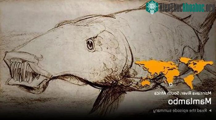 Một vài mô tả cho thấy loài quái vật này khá giống các loài cá ăn thịt.