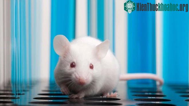 Những con chuột mới ra đời đã có thể “mơ” về những hành động trong tương lai của chúng