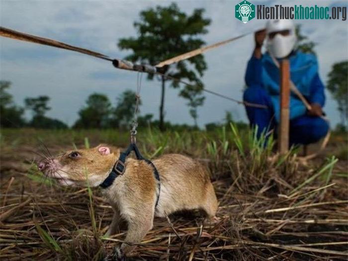 Chuột túi Gambia thực hiện nhiệm vụ rà phá bom mìn.