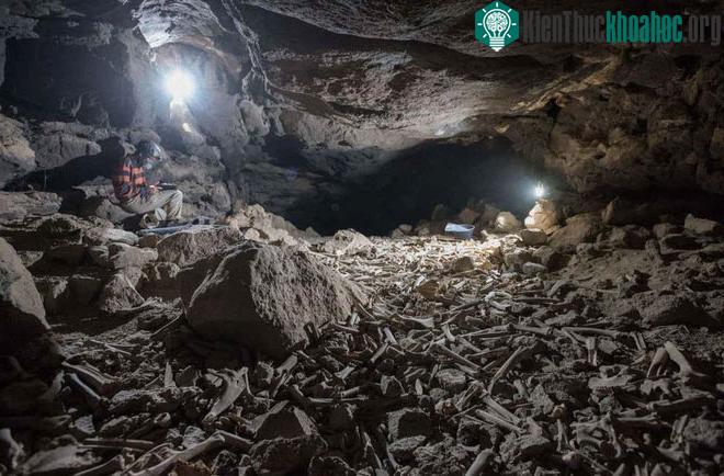 Một trong những phần xương tích tụ trong ống dung nham Umm Jirsan ở Ả Rập Xê Út.