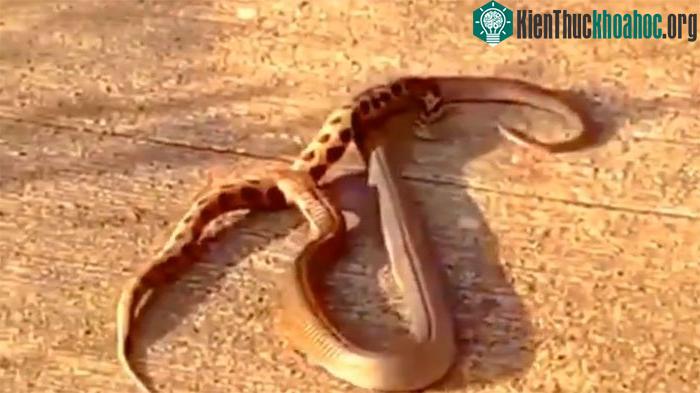 Rắn hổ lục đại chiến rắn hổ mang.
