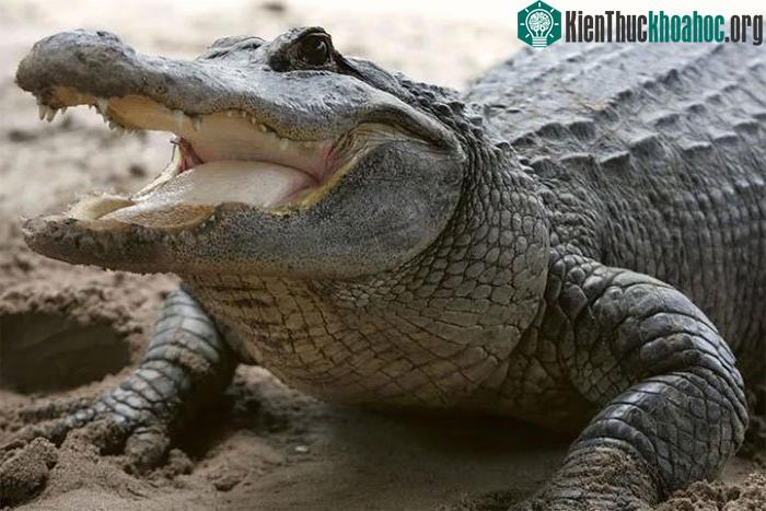 Cá sấu không thích chạy những quãng đường dài.&nbsp;
