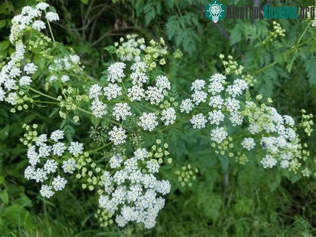 Sâm độc ra hoa dạng chùm màu trắng