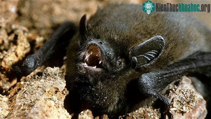 Một con dơi Nathusius pipistrelle.