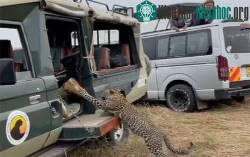 Báo khều chân du khách tại Kenya.