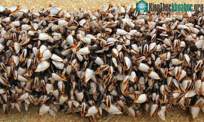 Con hà thường bám trên các bề mặt đá hoặc mũi tàu.