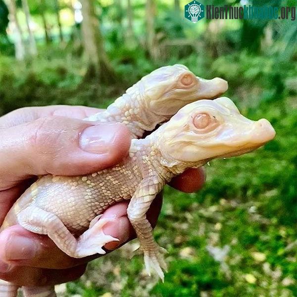 Cặp cá sấu bạch tạng mới nở tại công viên Wild Florida.