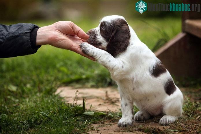 &nbsp;Loài chó có thể nhận thức được khi nào con người đang nói dối chúng.