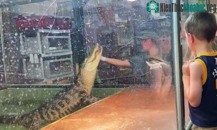 Cá sấu tấn công người huấn luyện trước sự chứng kiến của nhiều du khách ảnh 0