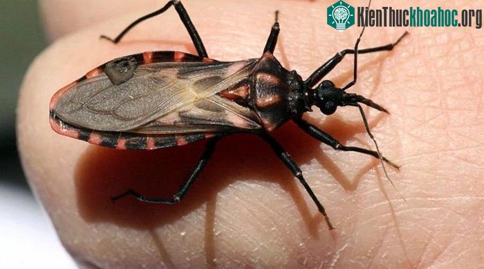 Một con bọ bọ triatomine.