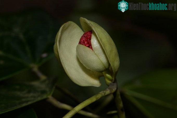 Hình ảnh đôi lá kèm giống bàn tay úp vào nhau của Chun lá Chắp tay.