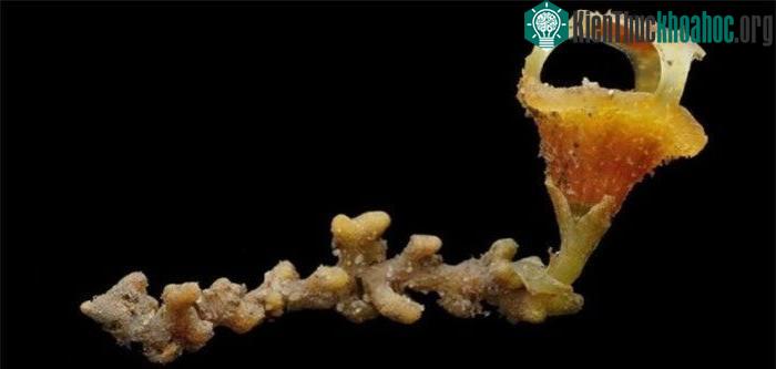 Thismia có hình dáng giống như đèn lồng trong truyện cổ tích