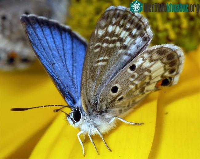 Bướm Miami Blue