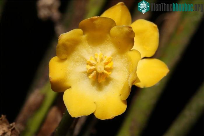 Hoa của loài Tỏi rừng Thương.