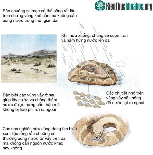 Rắn chuông sa mạc
