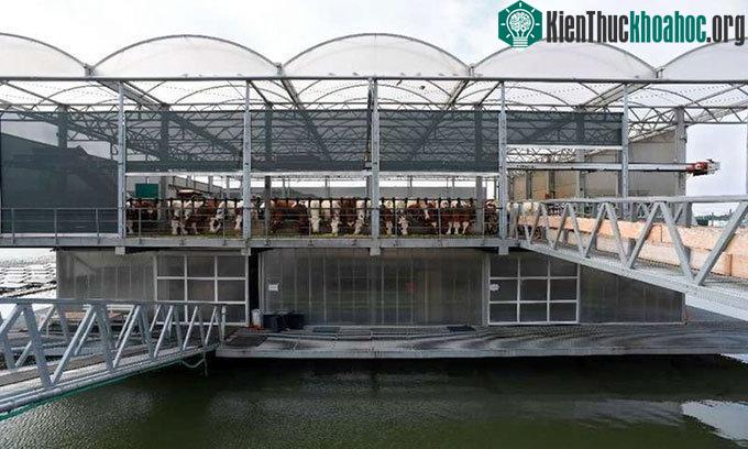 Một trang trại nổi chăn nuôi bò sữa ở Rotterdam, phía tây nam Hà Lan.