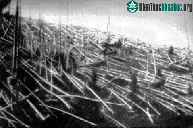 Cây đổ sau vụ nổ Tunguska.