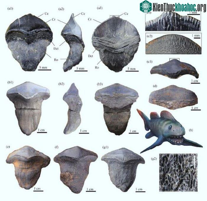 Những hóa thạch kỳ lạ được tìm thấy đã giúp phục dựng lại chân dung sinh vật