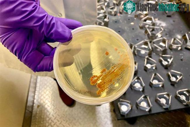 Khuẩn Salinispora tropica có thể được nuôi cấy trong phòng thí nghiệm.