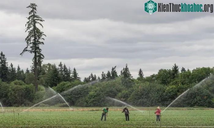 Những người lao động làm việc tại trang trại St. Paul, Oregon, trong một đợt nắng nóng.