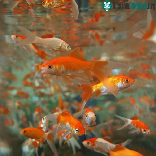 Những con cá này sinh sản nhanh chóng và thích nghi qua mùa đông khắc nghiệt.