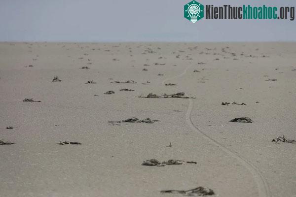 Hơn một nghìn con chim hồng hạc chết thảm trên Hồ Tuz