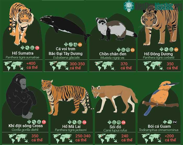 32 loài động vật sắp tuyệt chủng, 9 trong số đó chỉ còn dưới 100 cá thể ảnh 1