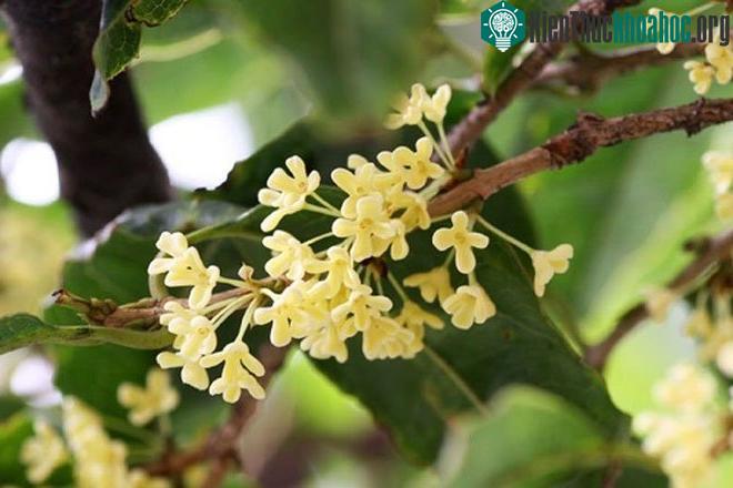 Giải mã "cơn sốt" Mộc Hương - loài cây đắt đỏ sánh ngang lan đột biến ảnh 1