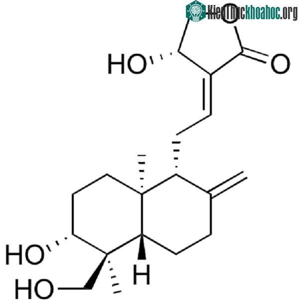 &nbsp;Cấu trúc hóa của andrographolide.