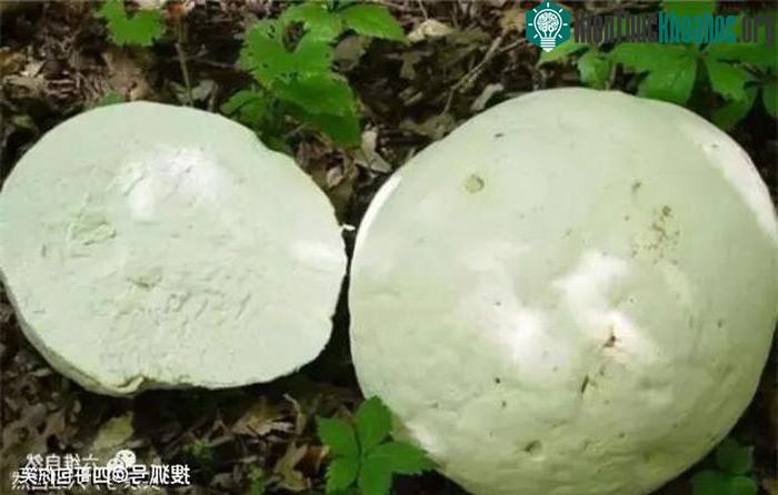 "Quả trứng khổng lồ" này thực chất là một loại nấm.