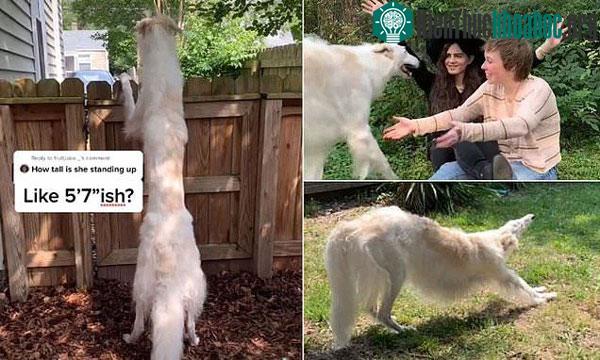 Borzoi là loài chó săn cảnh của Nga