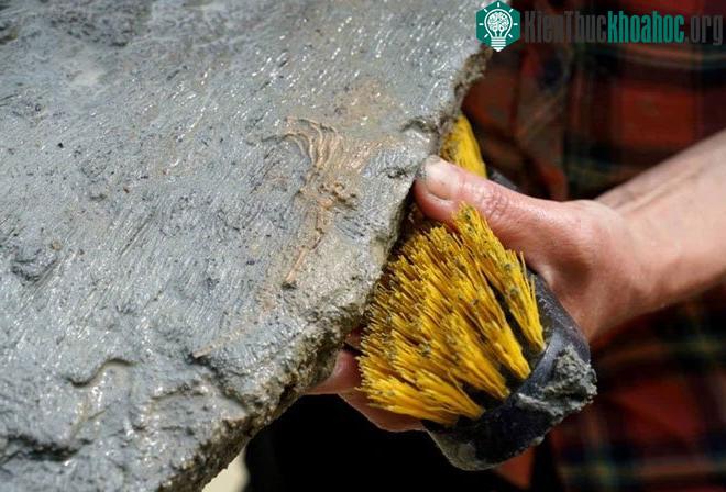Hóa thạch của loài isocrinus.
