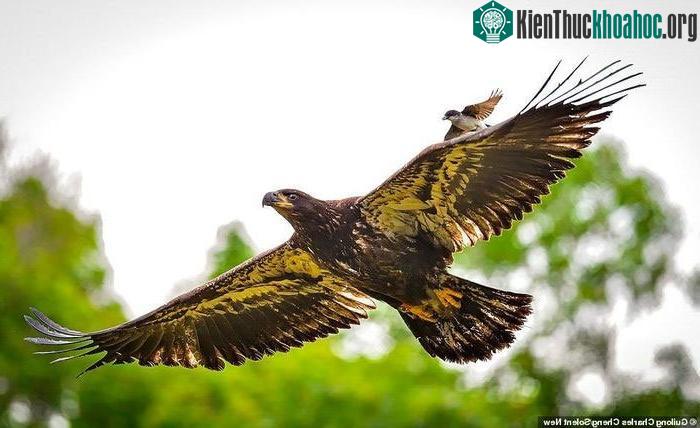 Khoảnh khắc cực ấn tượng con chim nhỏ ngang nhiên cưỡi trên đầu đại bàng ảnh 1