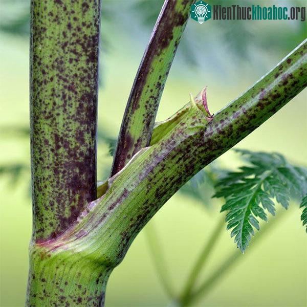 Thân và cuống lá của cây sâm độc có đốm màu tím đặc trưng