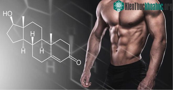 Nhiều người tin rằng testosterone có ảnh hưởng lớn đến "tiền đồ" của nam giới.
